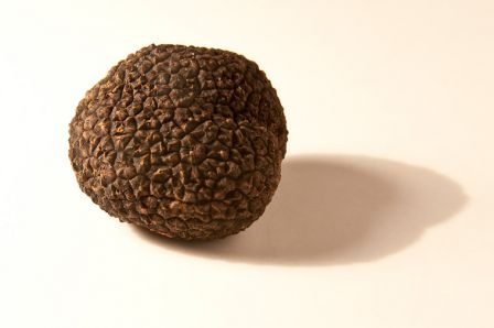 truffe-noire.jpg, fév. 2011 truffe-noire.jpg